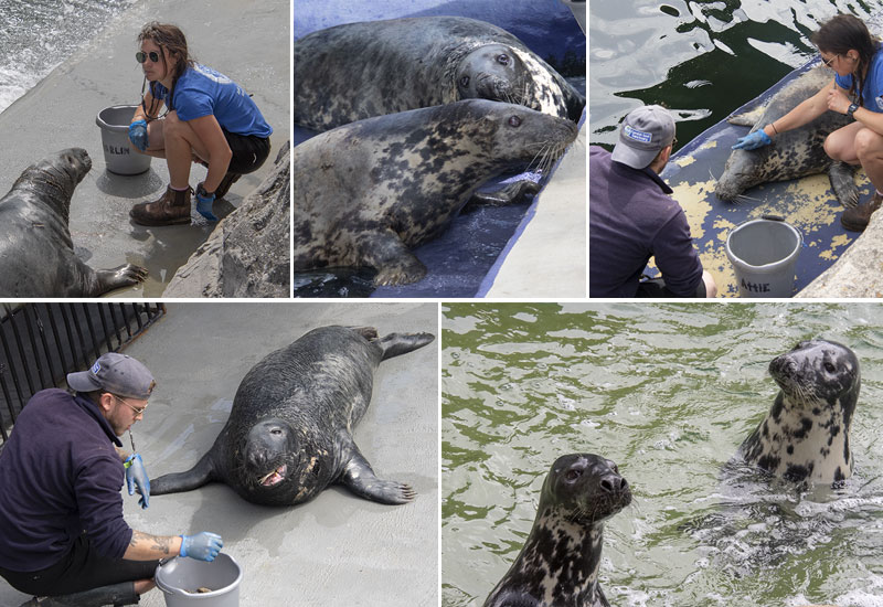 Seals