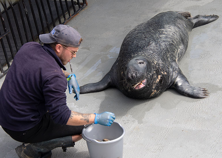 Resident Seals