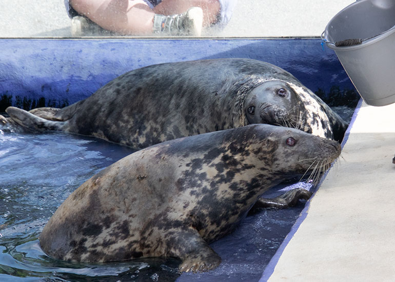 Resident Seals