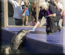 Seal Feeding - 19th September 2015