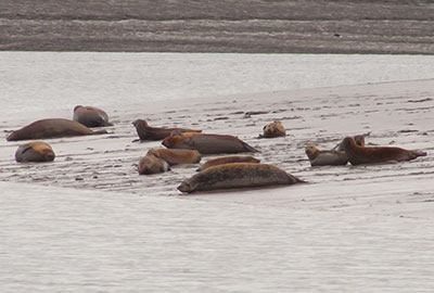 Seals in the Thames Estuary