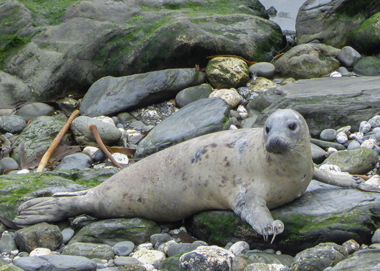Seals in the Wild - 19th April 2024