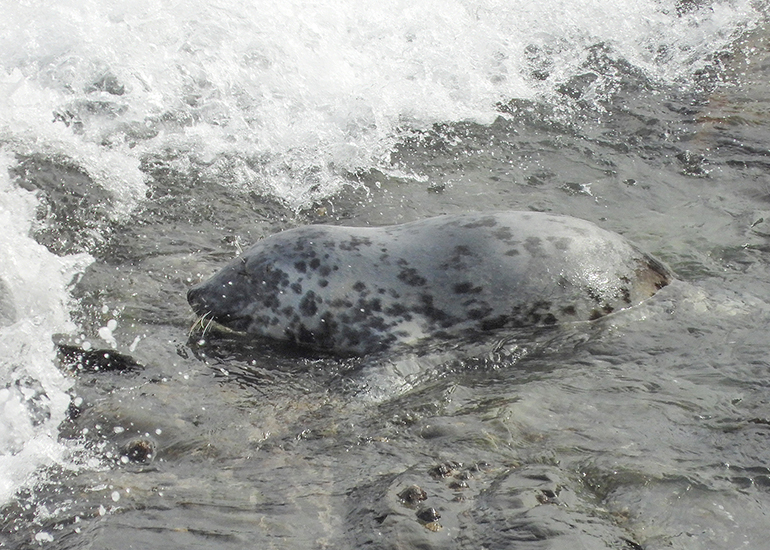 Seals in the Wild - 19th April 2024