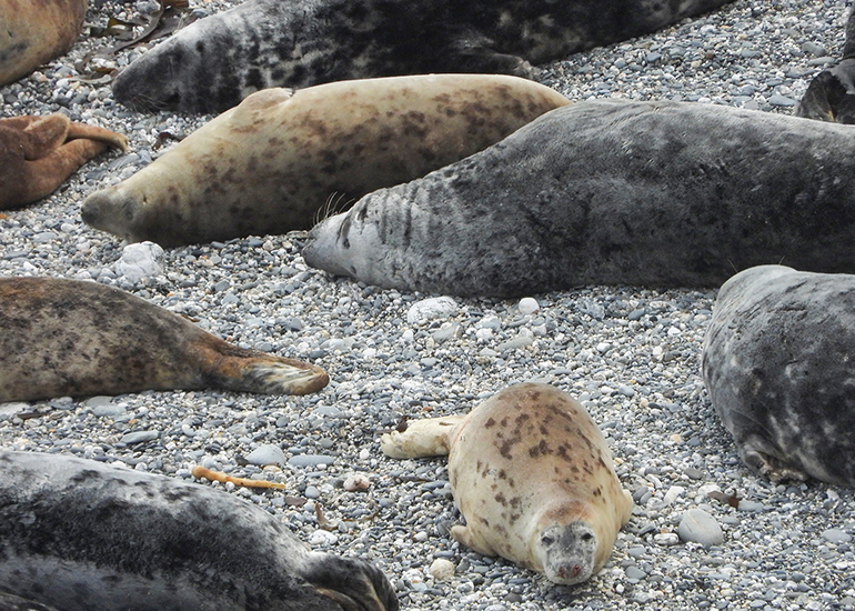 Seals in the Wild - 19th April 2024