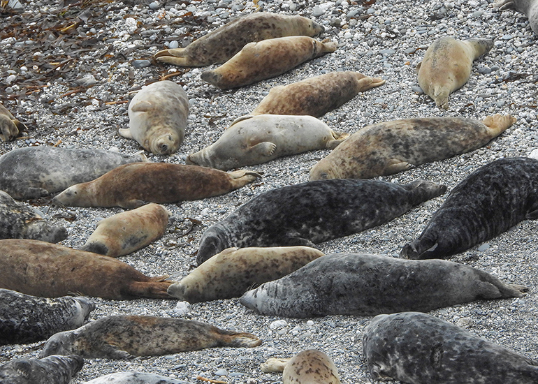 Seals in the Wild - 19th April 2024