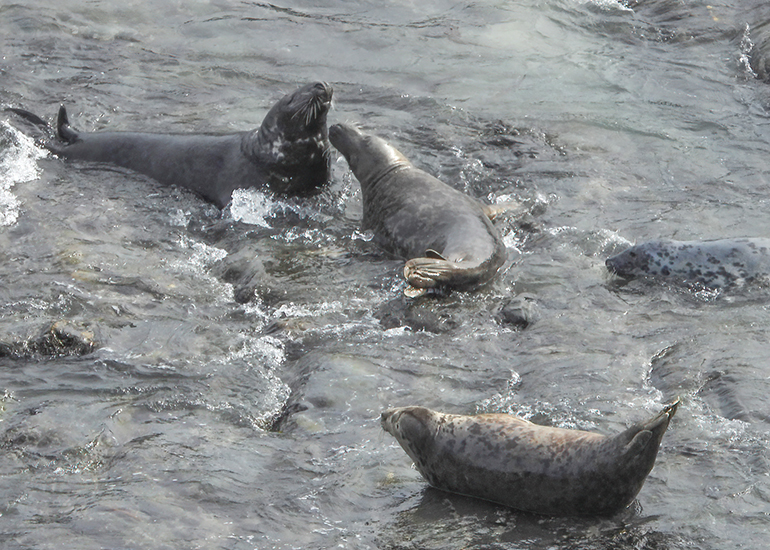 Seals in the Wild - 19th April 2024
