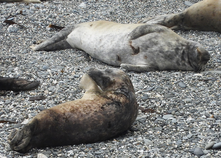 Seals in the Wild - 19th April 2024