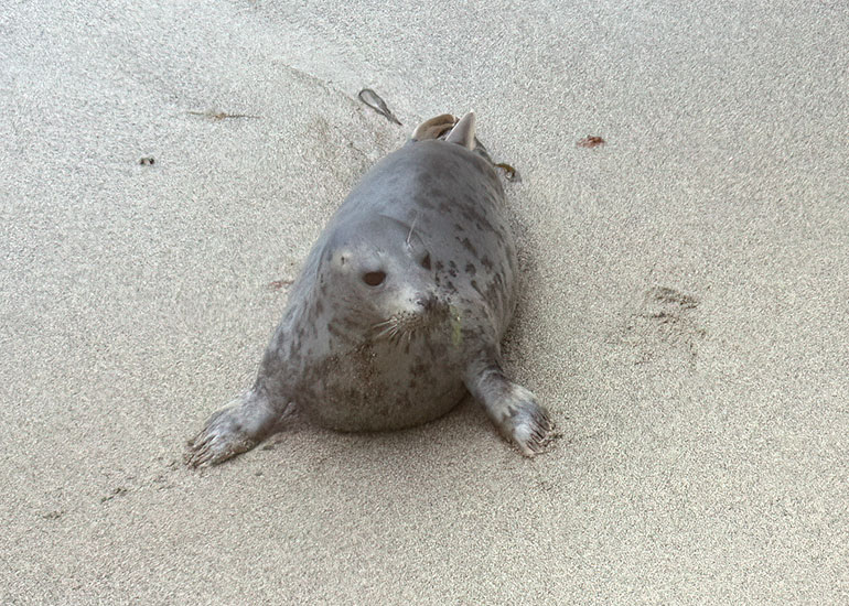 Seals in the Wild - July 2024