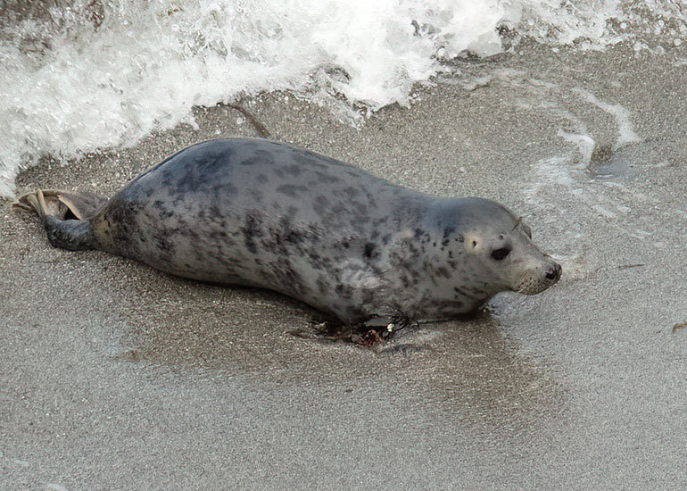 Seals in the Wild - July 2024