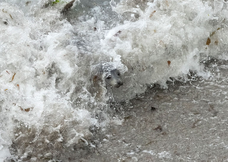 Seals in the Wild - July 2024