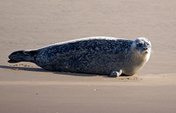 Seals in the Wild