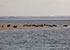 Seals in the Wild