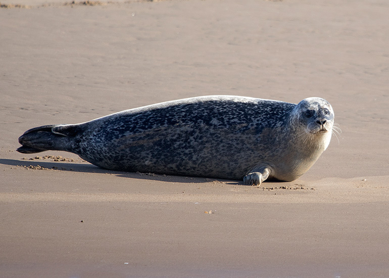 Seals in the Wild