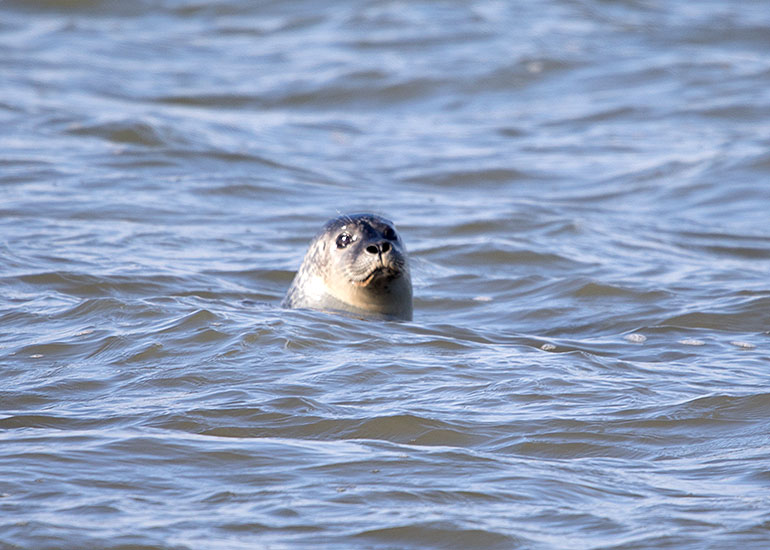 Seals in the Wild