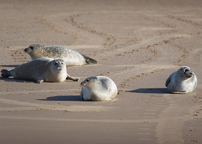 Seals in the Wild