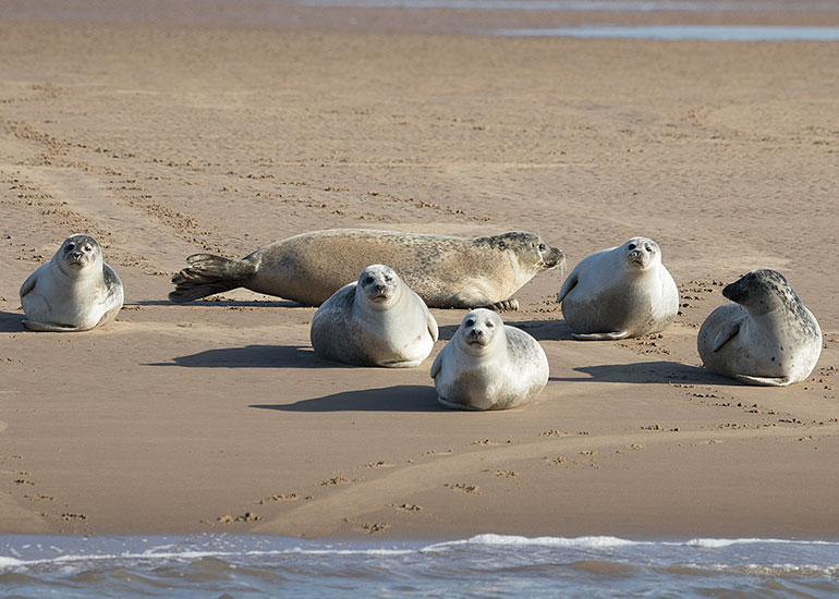 Seals in the Wild