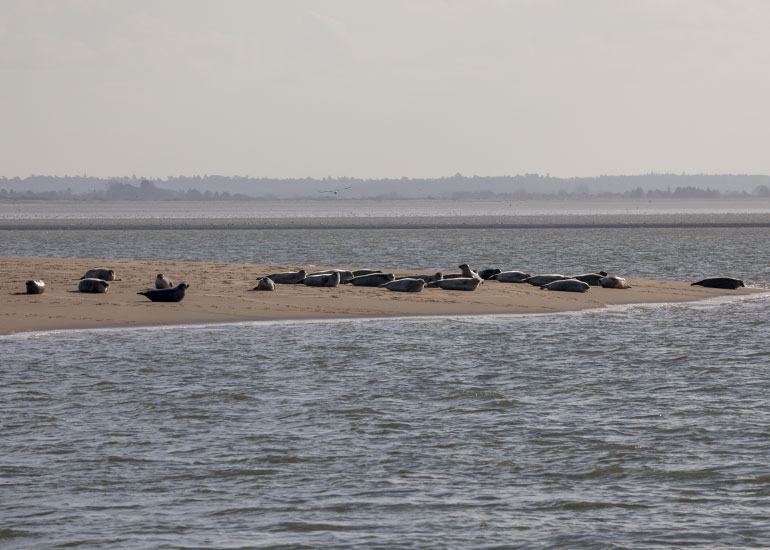 Seals in the Wild