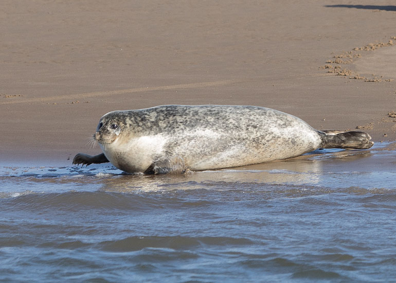 Seals in the Wild