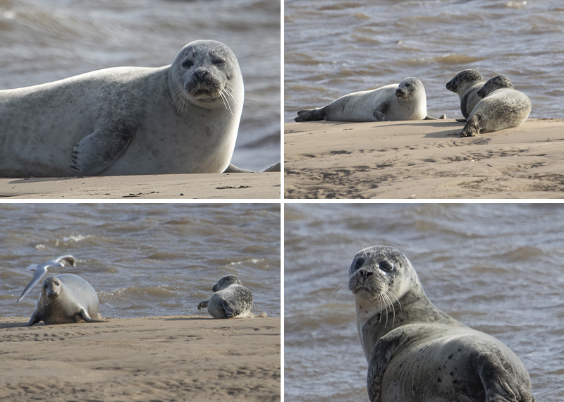 Seals in the wild