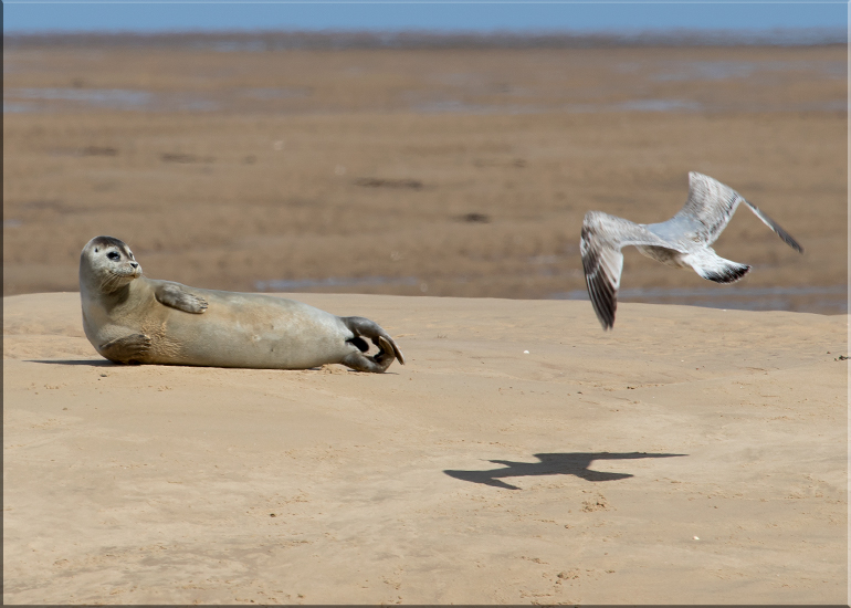 Seals in the Wild
