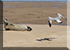 Seals in the Wild