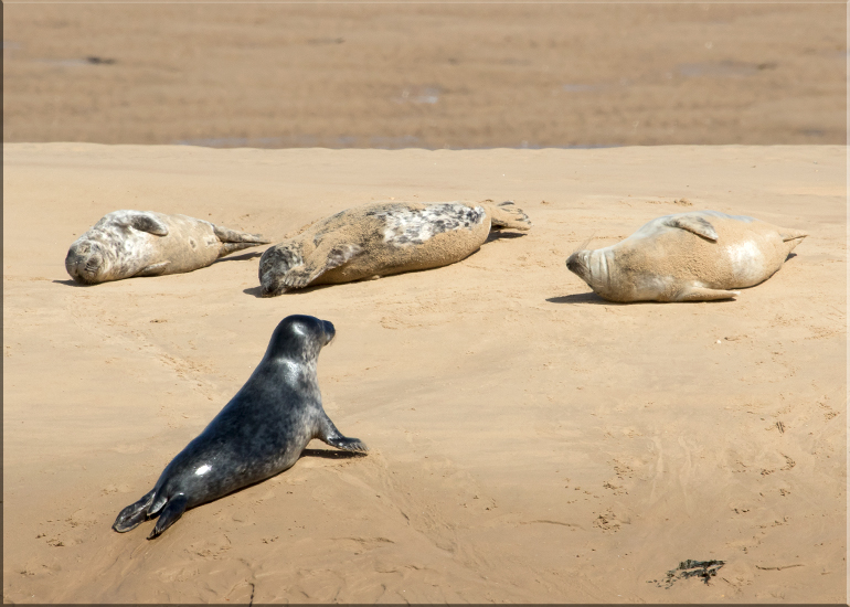 Seals in the Wild