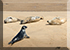 Seals in the Wild