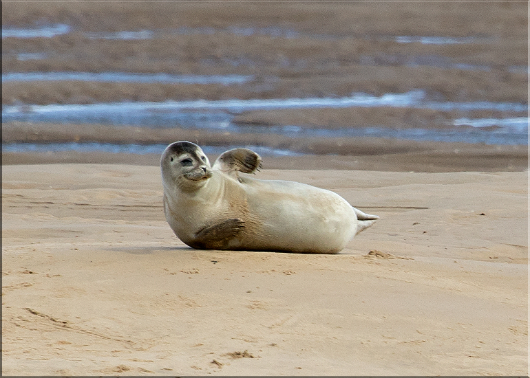Seals in the Wild