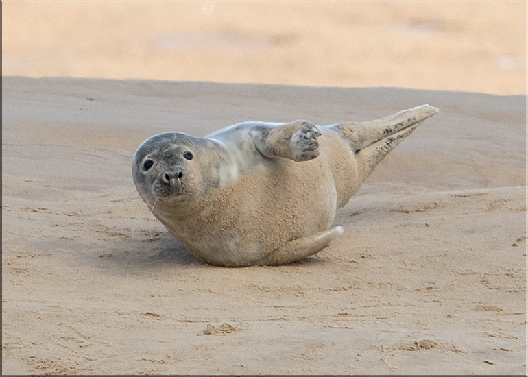 Seals in the Wild