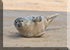 Seals in the Wild
