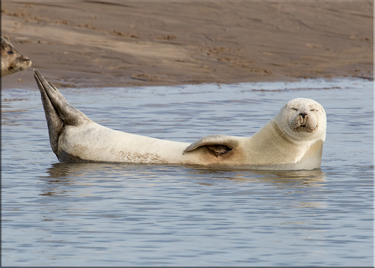Seals in the Wild