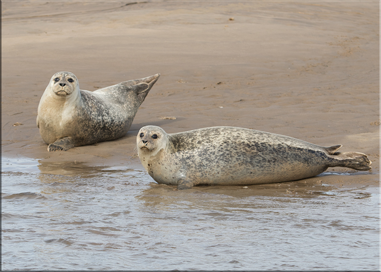 Seals in the Wild