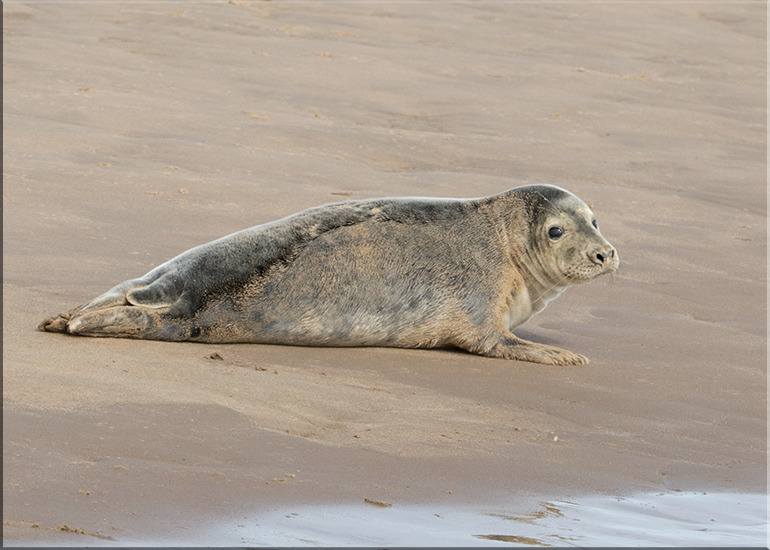 Seals in the Wild