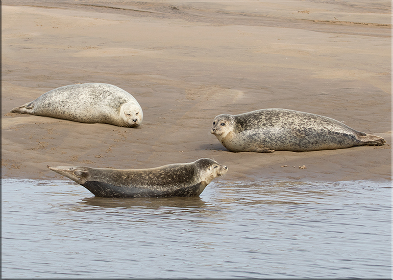 Seals in the Wild