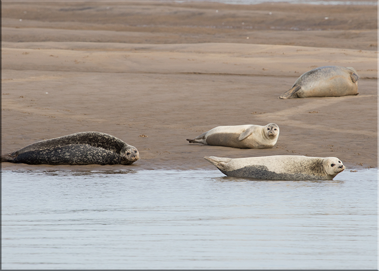 Seals in the Wild