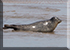 Seals in the Wild