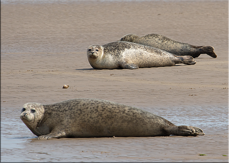 Seals in the Wild