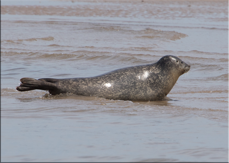 Seals in the Wild
