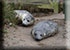 Seals in the wild