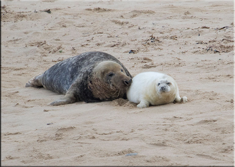 Norfolk Seals in the Wild - December 2015