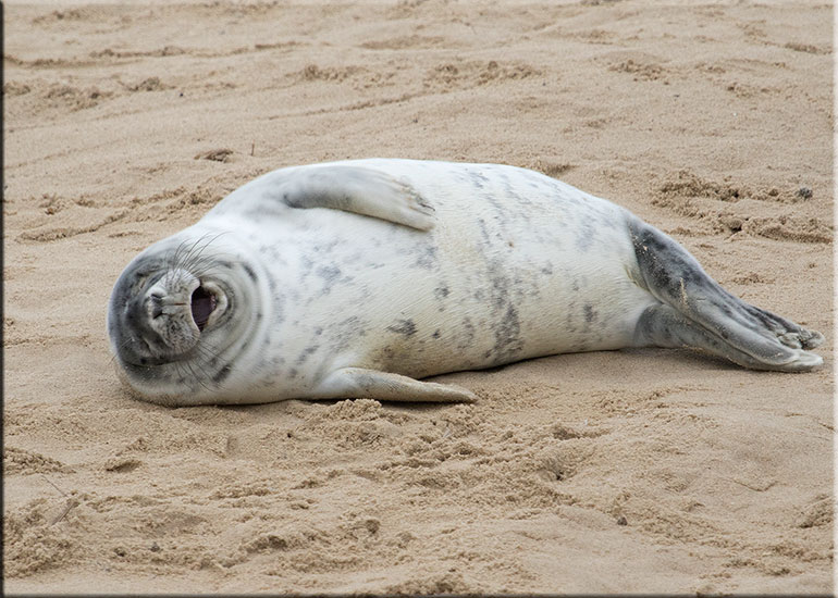 Norfolk Seals in the Wild - December 2015