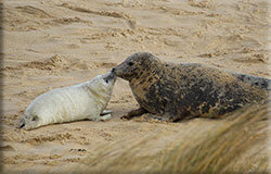 Seals in the Wild