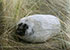 Seals in the Wild