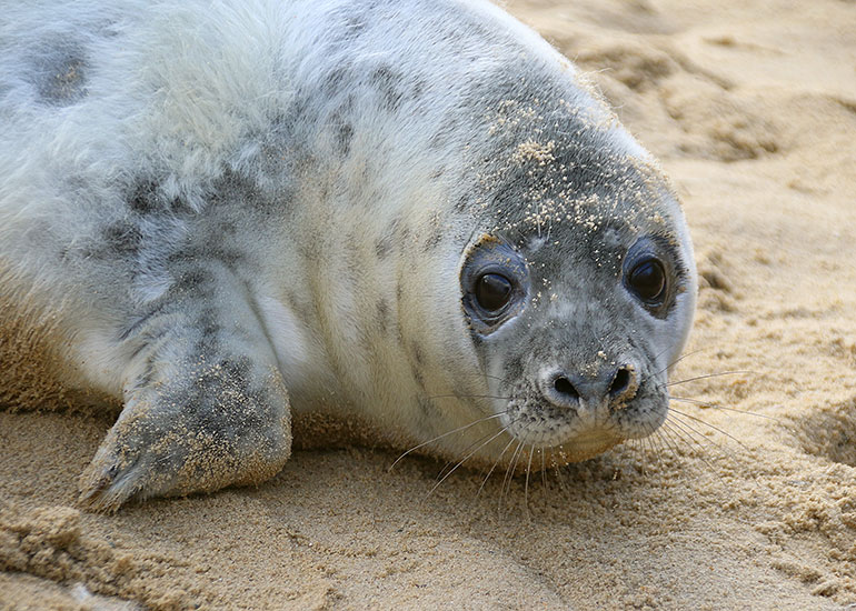 Seals in the Wild