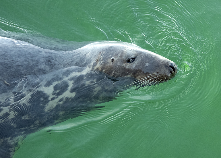 Seals in the Wild