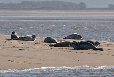 Seals in the Wild on 27th October 2019