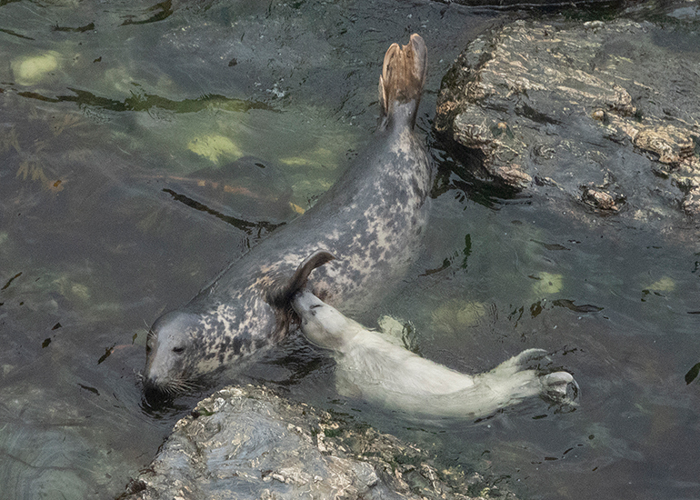 Seals in the Wild