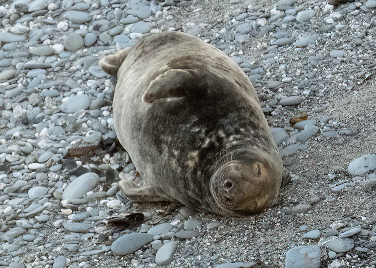 Seals in the Wild