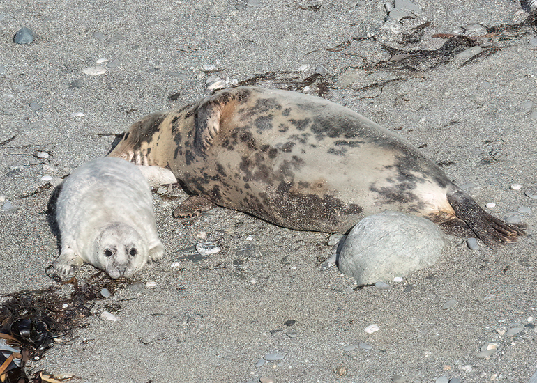 Seals in the Wild
