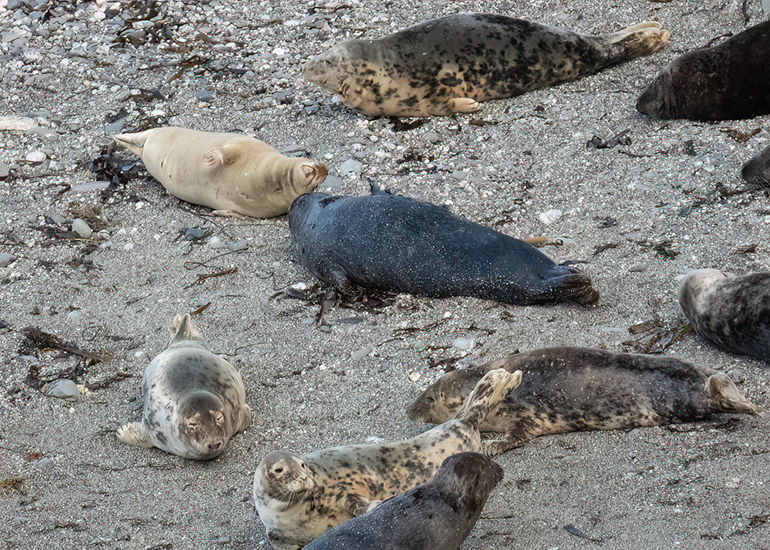 Seals in the Wild